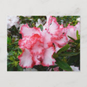 Dubbele rode en witte Azaleas Spring Floral Briefkaart (Voorkant)