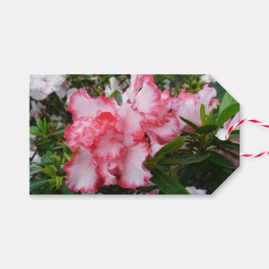 Dubbele rode en witte Azaleas Spring Floral Cadeaulabel (Voorkant (Horizontaal))