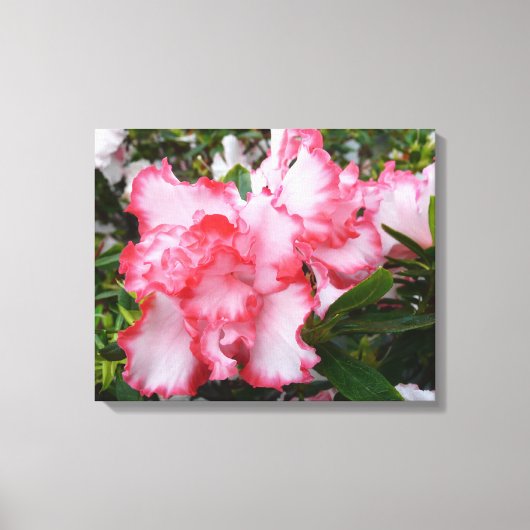 Dubbele rode en witte Azaleas Spring Floral Canvas Afdruk (Voorkant)