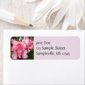 Dubbele rode en witte Azaleas Spring Floral Etiket (Insitu)