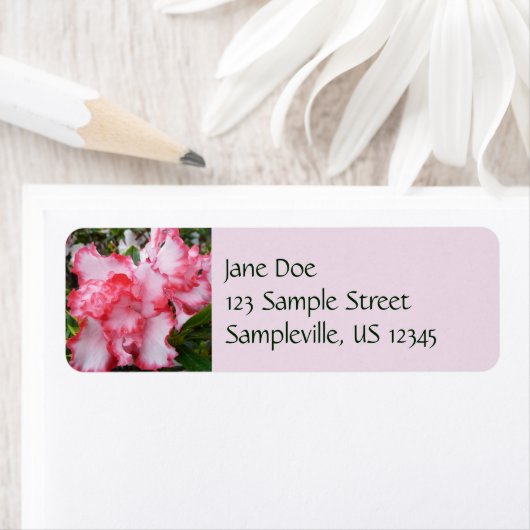 Dubbele rode en witte Azaleas Spring Floral Etiket (Insitu)