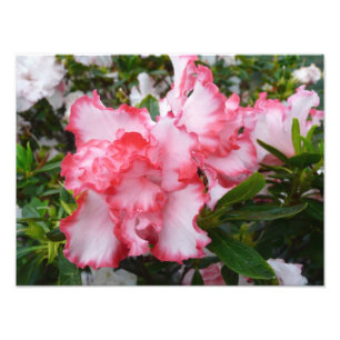 Dubbele rode en witte Azaleas Spring Floral Foto Afdruk