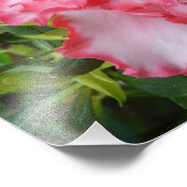 Dubbele rode en witte Azaleas Spring Floral Foto Afdruk (Hoek)