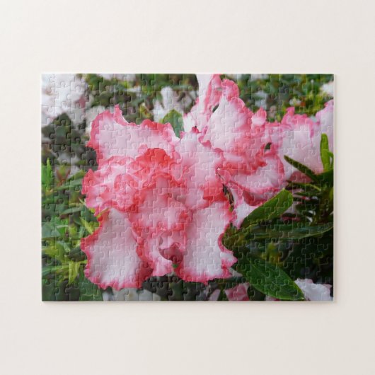 Dubbele rode en witte Azaleas Spring Floral Legpuzzel (Horizontaal)