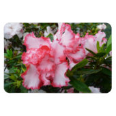 Dubbele rode en witte Azaleas Spring Floral Magneet (Horizontaal)