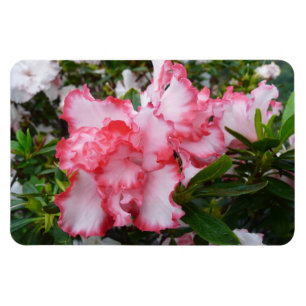 Dubbele rode en witte Azaleas Spring Floral Magneet