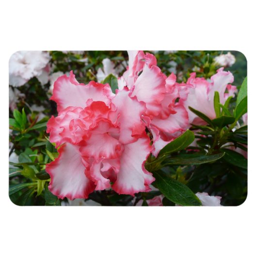 Dubbele rode en witte Azaleas Spring Floral Magneet (Horizontaal)