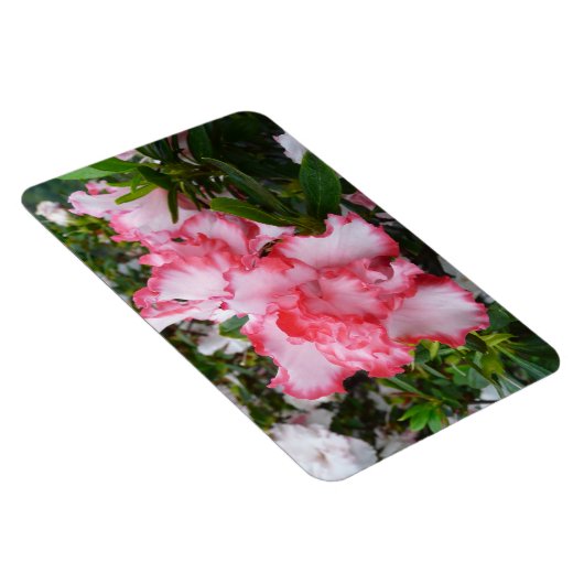 Dubbele rode en witte Azaleas Spring Floral Magneet (Rechterzijde)