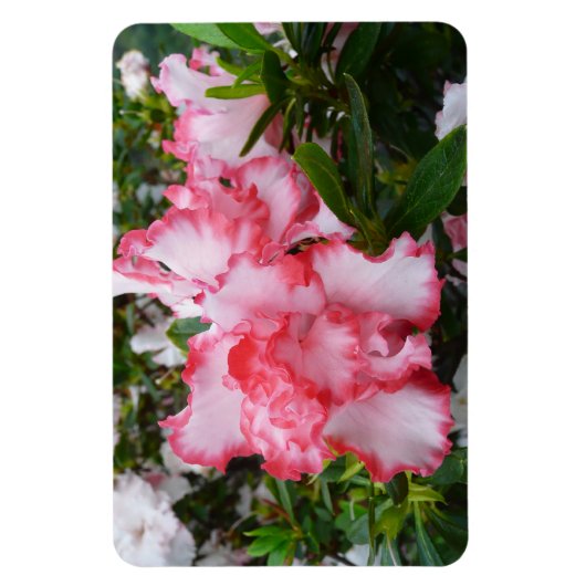 Dubbele rode en witte Azaleas Spring Floral Magneet (Verticaal)