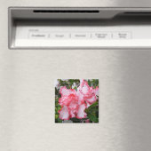 Dubbele rode en witte Azaleas Spring Floral Magneet (Insitu (Vaatwasser))