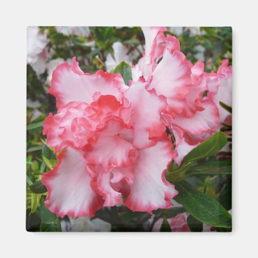 Dubbele rode en witte Azaleas Spring Floral Magneet (Voorkant)