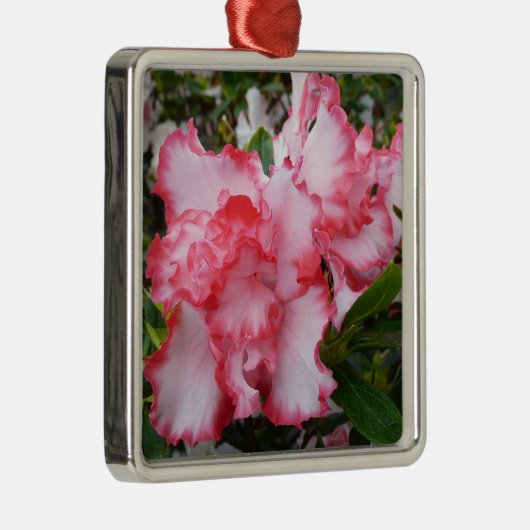 Dubbele rode en witte Azaleas Spring Floral Metalen Ornament (Rechts)