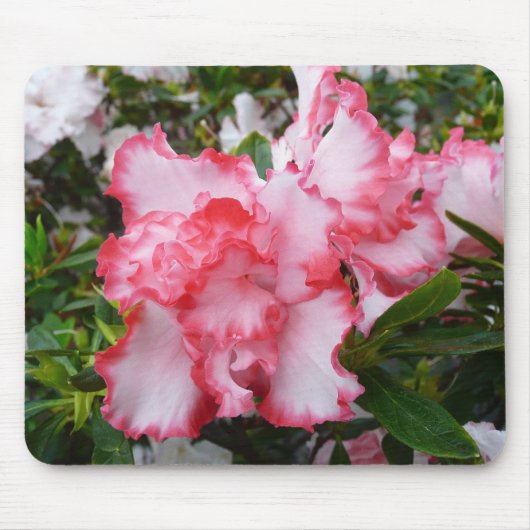 Dubbele rode en witte Azaleas Spring Floral Muismat (Voorkant)