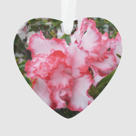 Dubbele rode en witte Azaleas Spring Floral Ornament (achterkant)