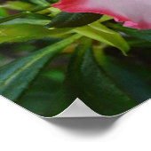 Dubbele rode en witte Azaleas Spring Floral Poster (Hoek)