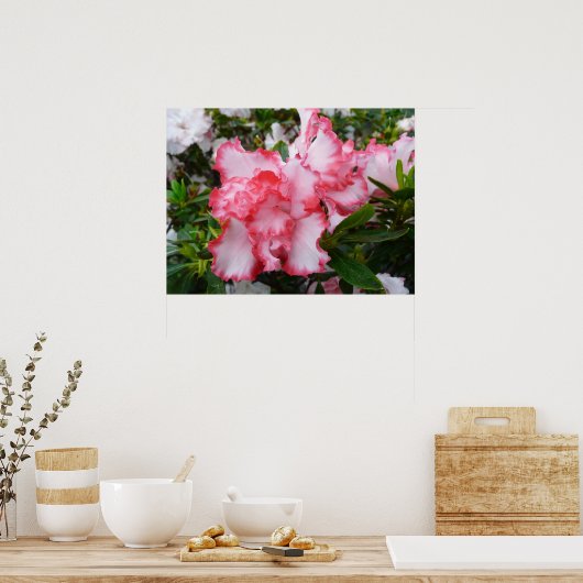 Dubbele rode en witte Azaleas Spring Floral Poster (Keuken)