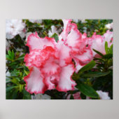 Dubbele rode en witte Azaleas Spring Floral Poster (Voorkant)
