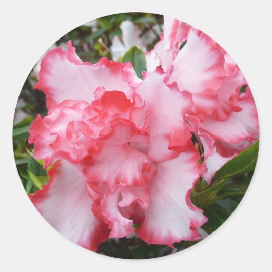 Dubbele rode en witte Azaleas Spring Floral Ronde Sticker (Voorkant)