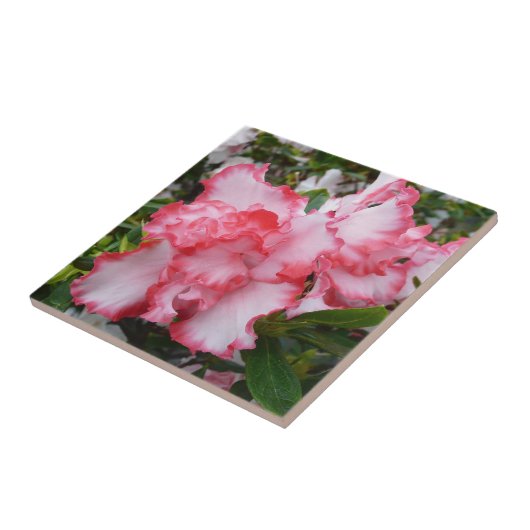 Dubbele rode en witte Azaleas Spring Floral Tegeltje (Zijkant)