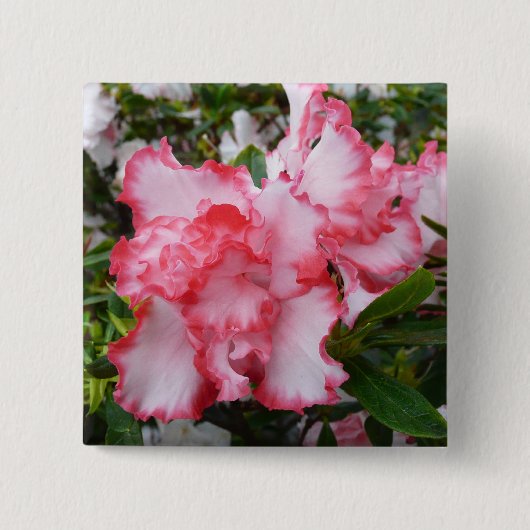 Dubbele rode en witte Azaleas Spring Floral Vierkante Button 5,1 Cm (Voorkant)