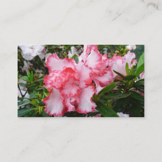Dubbele rode en witte Azaleas Spring Floral Visitekaartje (Achterkant)
