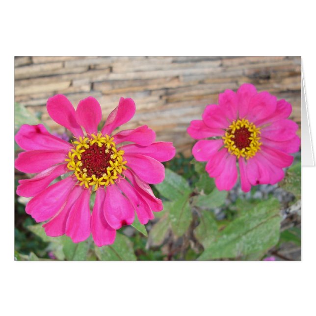 Dubbele roze bloemen (Voorkant Horizontaal)