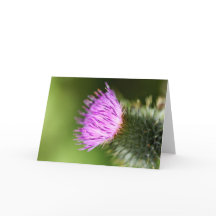 Dubbele roze kersenbloesems in de welkomstlente