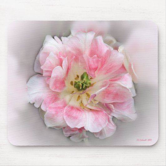 Dubbele roze schoonheid muismat (Voorkant)
