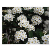 Dubbele spiraea foto afdruk (Voorkant)