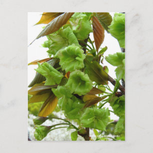 Dubbele torenbloesems: Gioiko (Briefkaart) Briefkaart