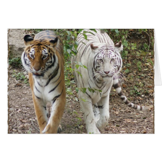DUBBELE TROUBLE 2 TIGERS ORANJE/WITTE (Voorkant Horizontaal)