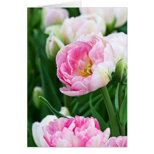Dubbele Tulpen Spring Garden All Occasion Custom