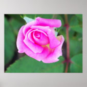 Dubbele uitloop (roze) poster (Voorkant)