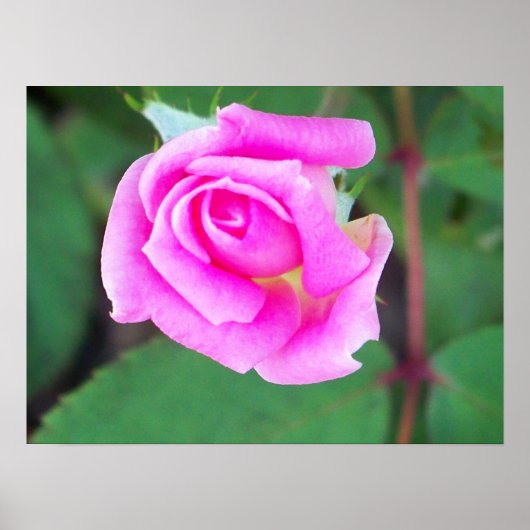 Dubbele uitloop (roze) poster (Voorkant)