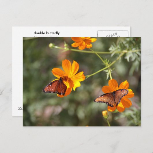 Dubbele vlinder briefkaart (Voorkant / Achterkant)