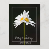 Dubbele witte Daisy | Foto van Oxeye Daisy Briefkaart (Voorkant)
