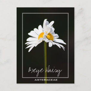 Dubbele witte Daisy   Foto van Oxeye Daisy Briefkaart