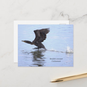 Dubbelkuif-Aalscholver Ansichtkaart Briefkaart