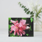 Dubbelroze Hibiscus Briefkaart (Staand voorkant)