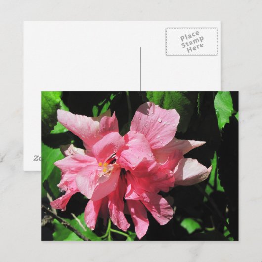 Dubbelroze Hibiscus Briefkaart (Voorkant / Achterkant)