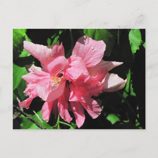 Dubbelroze Hibiscus Briefkaart (Voorkant)