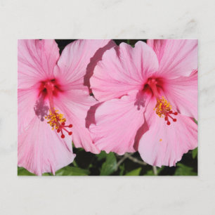 Dubbelroze Hibiscus Briefkaart