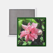 Dubbelroze Hibiscus met Raindrops Magnet (Voorkant / Achterkant)