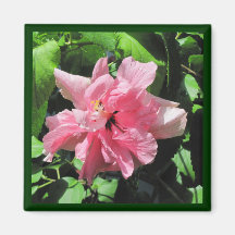 Dubbelroze Hibiscus met Raindrops Magnet
