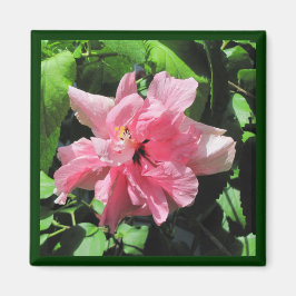 Dubbelroze Hibiscus met Raindrops Magnet