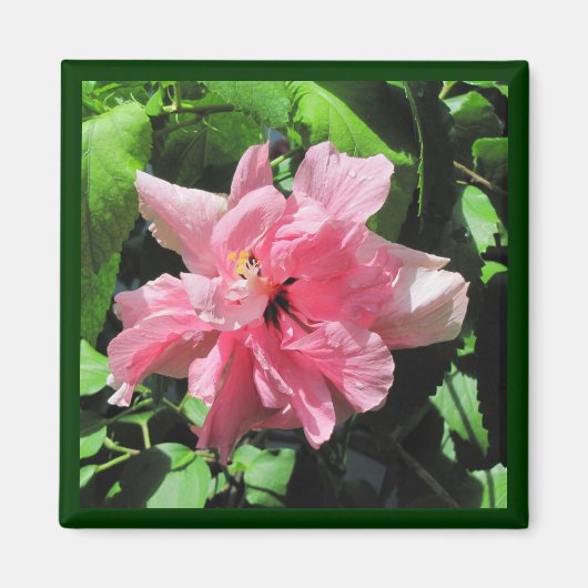 Dubbelroze Hibiscus met Raindrops Magnet (Voorkant)