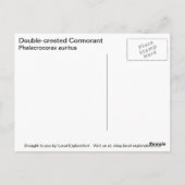Dubbelvoudig creste aalscholver briefkaart (Achterkant)