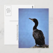 Dubbelvoudig creste aalscholver briefkaart (Voorkant / Achterkant)