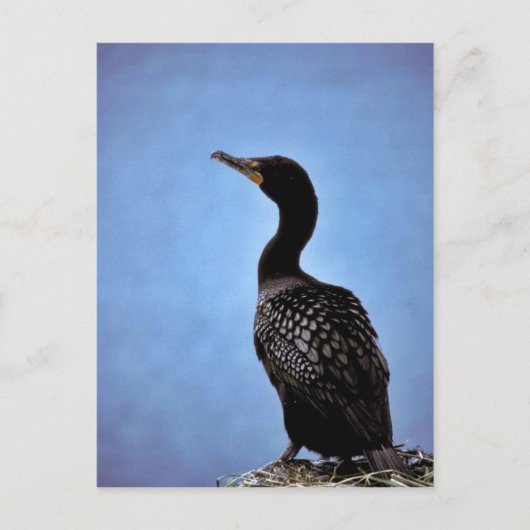 Dubbelvoudig creste aalscholver briefkaart (Voorkant)