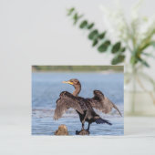 Dubbelvoudig gespleten aalscholver op het meer van briefkaart (Staand voorkant)